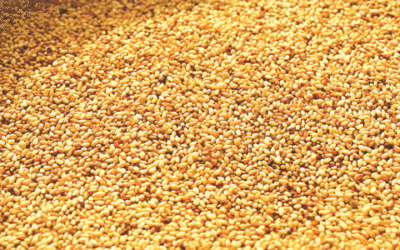 Sesame Seeds Contributes N49.1bn To Nigeria’s Exports
