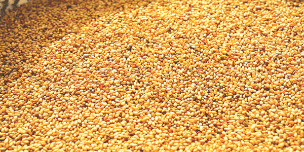 Sesame Seeds Contributes N49.1bn To Nigeria’s Exports